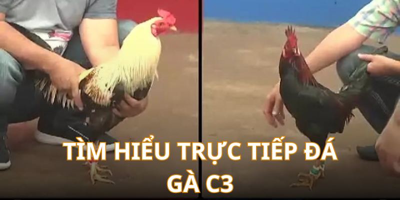 Tìm hiểu cơ bản về các trận gà đá trực tiếp C3