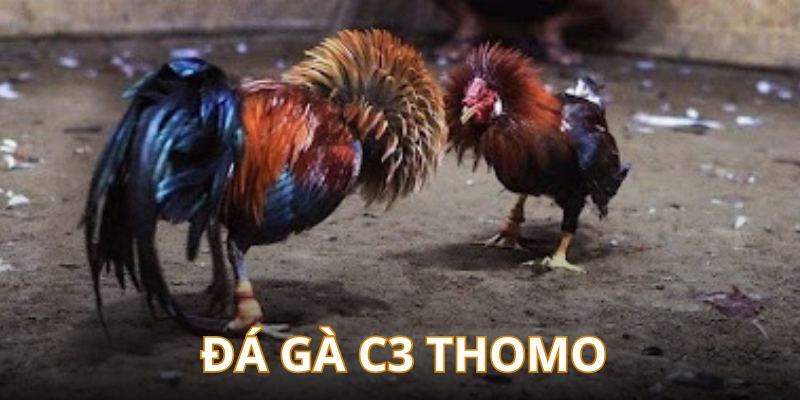 Thomo - Sân chơi chọi kê C3 đẳng cấp khu vực