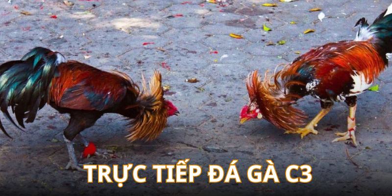 Trực Tiếp Đá Gà C3